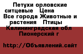 Петухи орловские ситцевые › Цена ­ 1 000 - Все города Животные и растения » Птицы   . Калининградская обл.,Пионерский г.